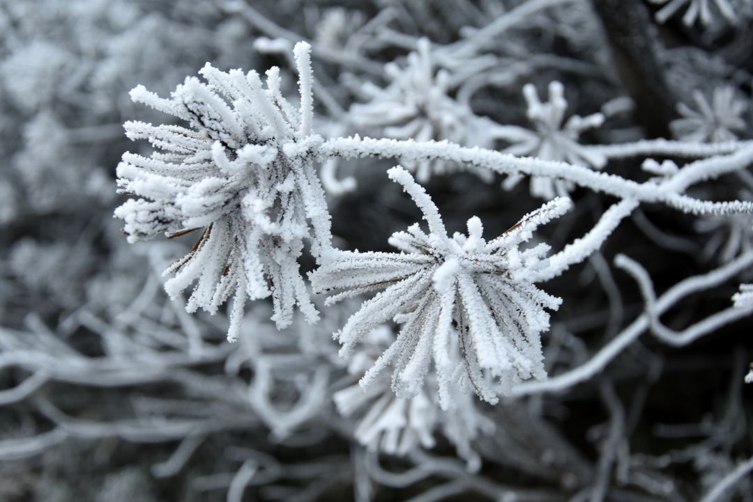 Close-up of Frost-Covered Branch in Winter - Free Images, Stock Photos and Pictures on Pikwizard.com