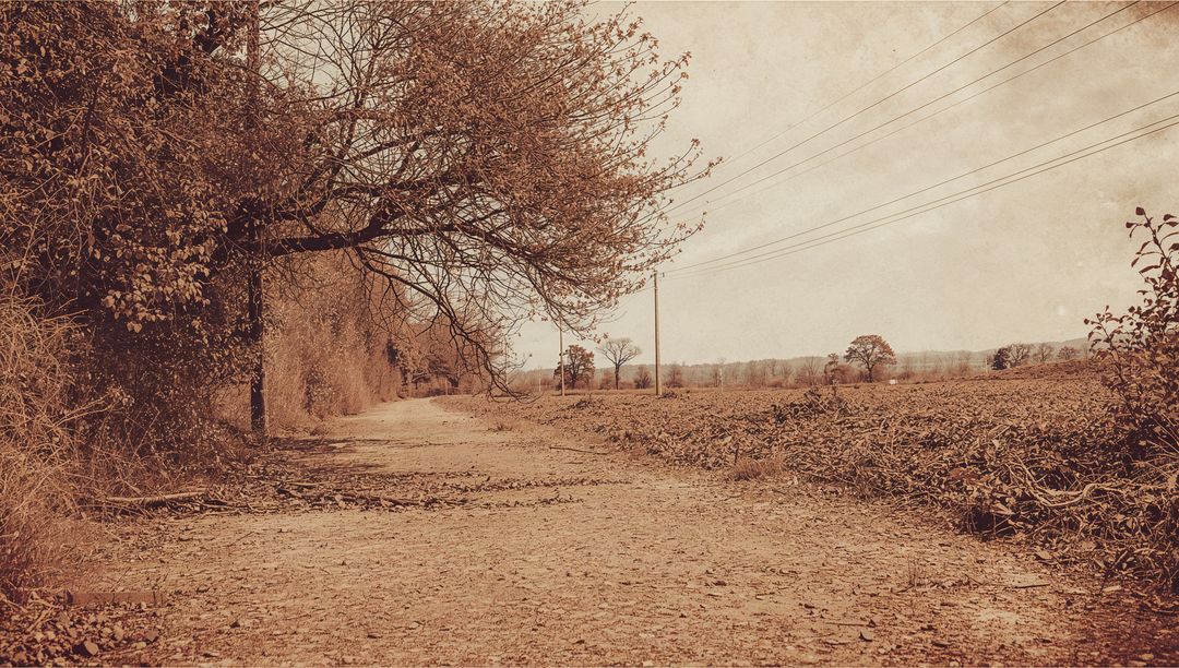 Sepia Country Lane Receding into Rural Horizon with Leaning Tree and Utility Poles