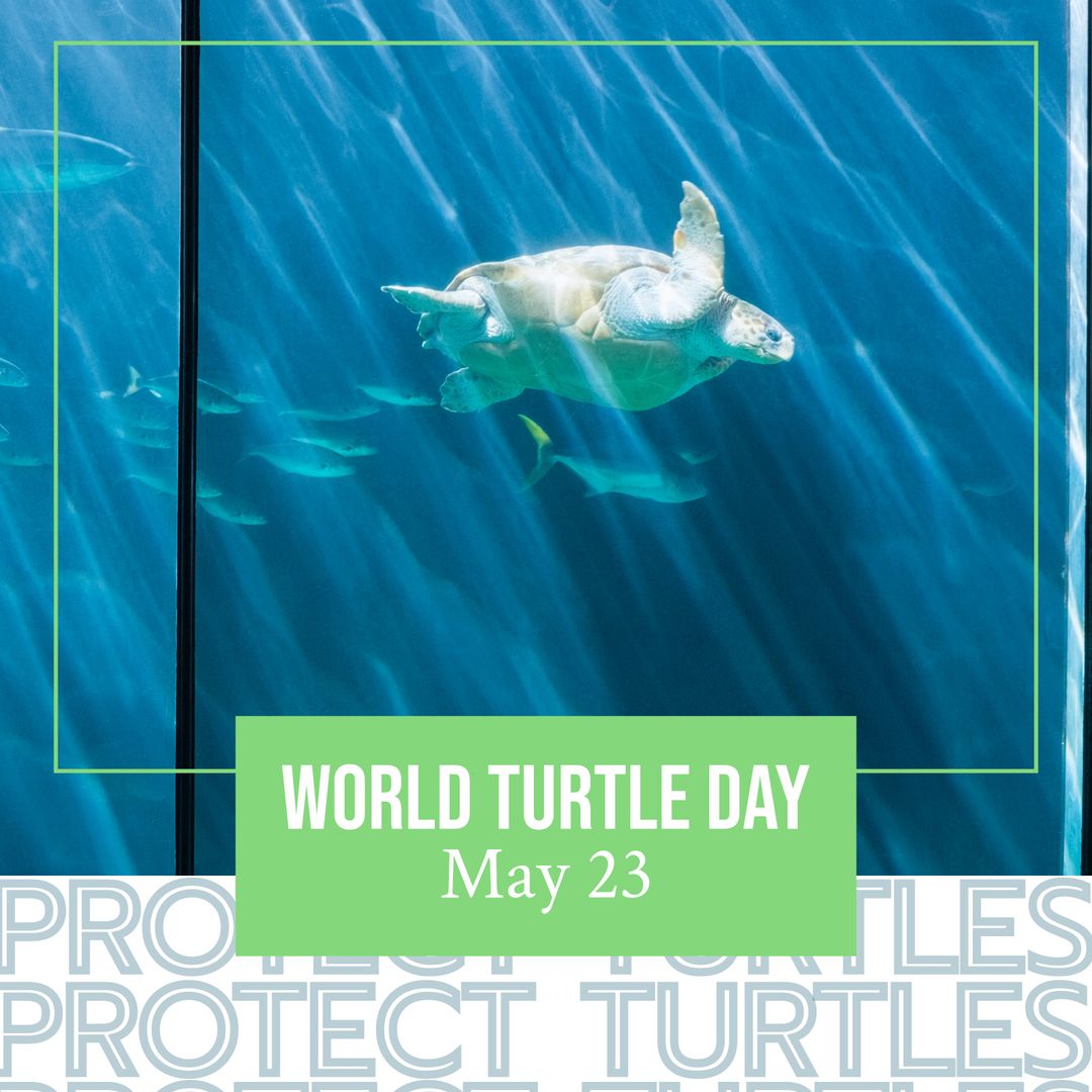 Underwater Sea Turtle Highlighting World Turtle Day Awareness