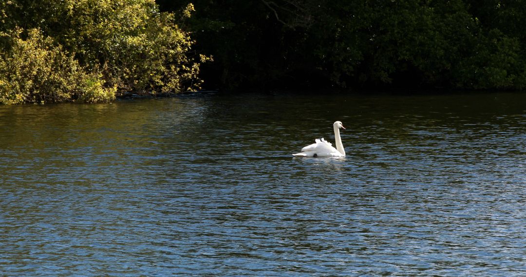 Graceful swan swimming across water on a sunny day - Free Images, Stock Photos and Pictures on Pikwizard.com