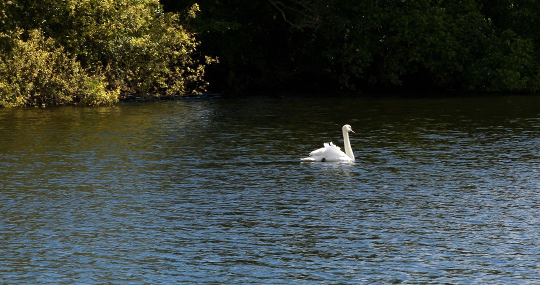 Graceful Swan Swimming in a Serene Lake Surrounded by Lush Greenery - Free Images, Stock Photos and Pictures on Pikwizard.com