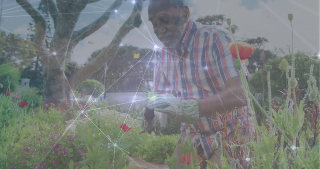 Digital Network Overlay with Man Gardening in Blooming Garden