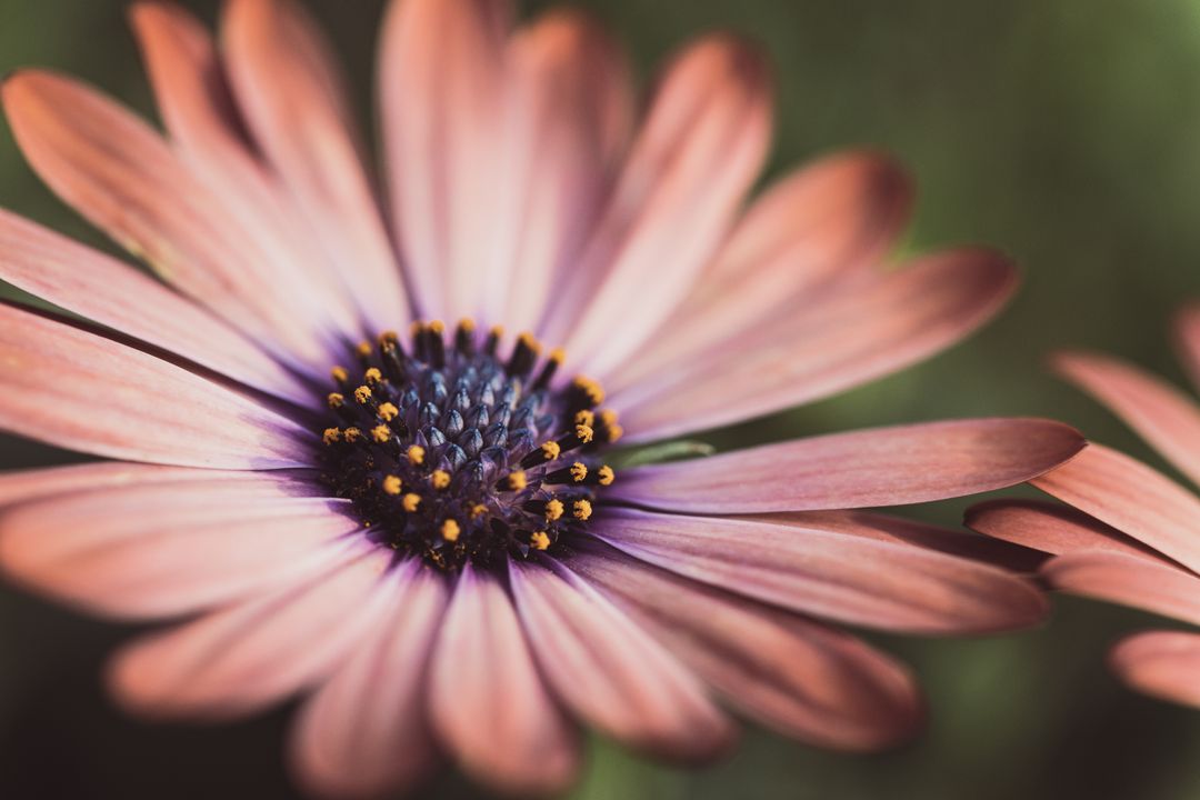 Close-up of Vibrant Desert Coneflower Bloom with Intricate Details