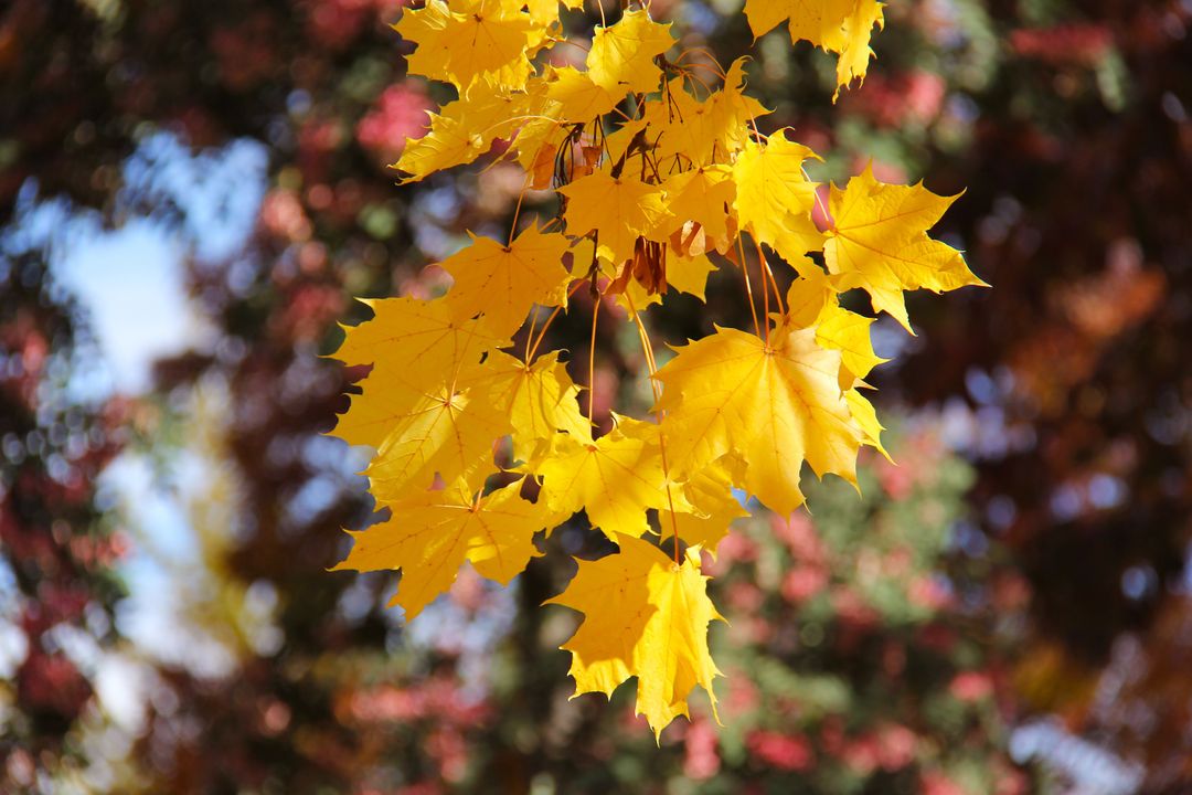Bright Yellow Autumn Leaves Hanging in Focus with Blurred Background - Free Images, Stock Photos and Pictures on Pikwizard.com