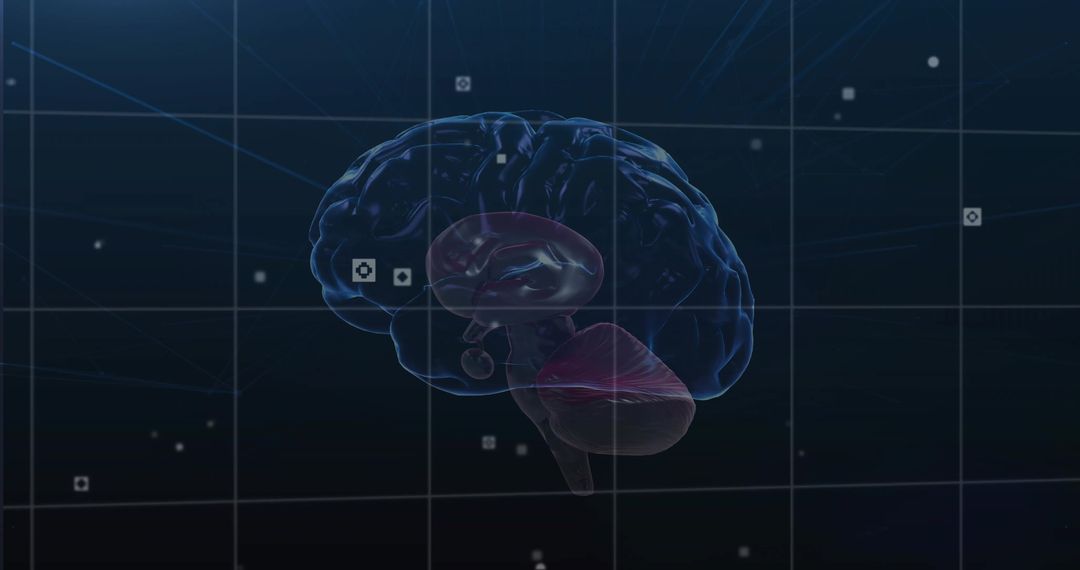 3D Brain Visualization with Highlighted Cerebellum in Digital Laboratory