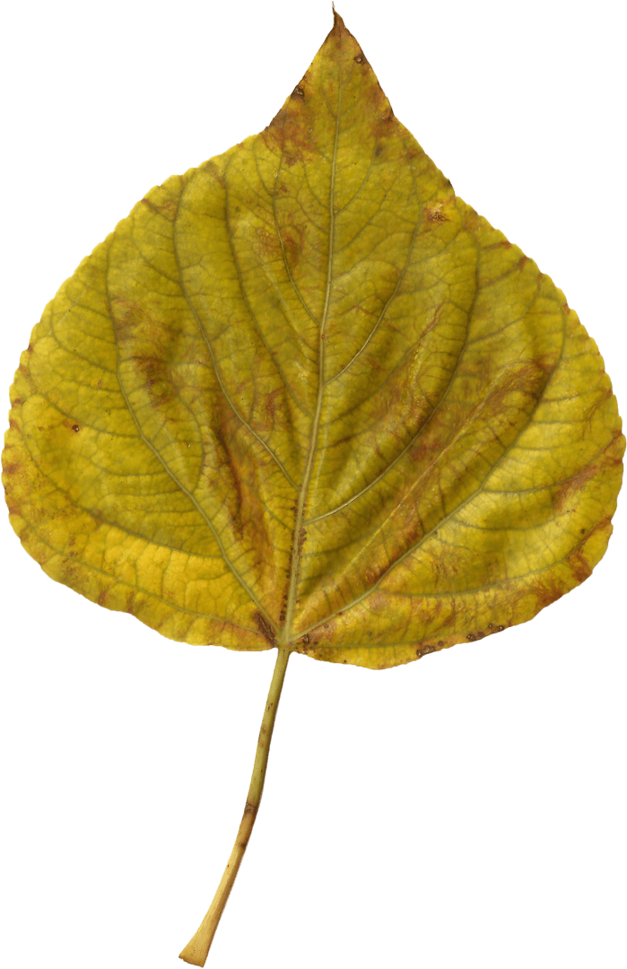 Transparent Yellow Autumn Leaf Isolated Realistic Illustration