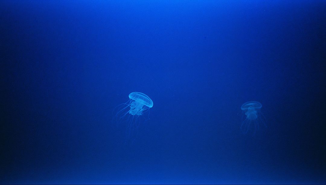 Bioluminescent Jellyfish Floating in Deep Blue Ocean