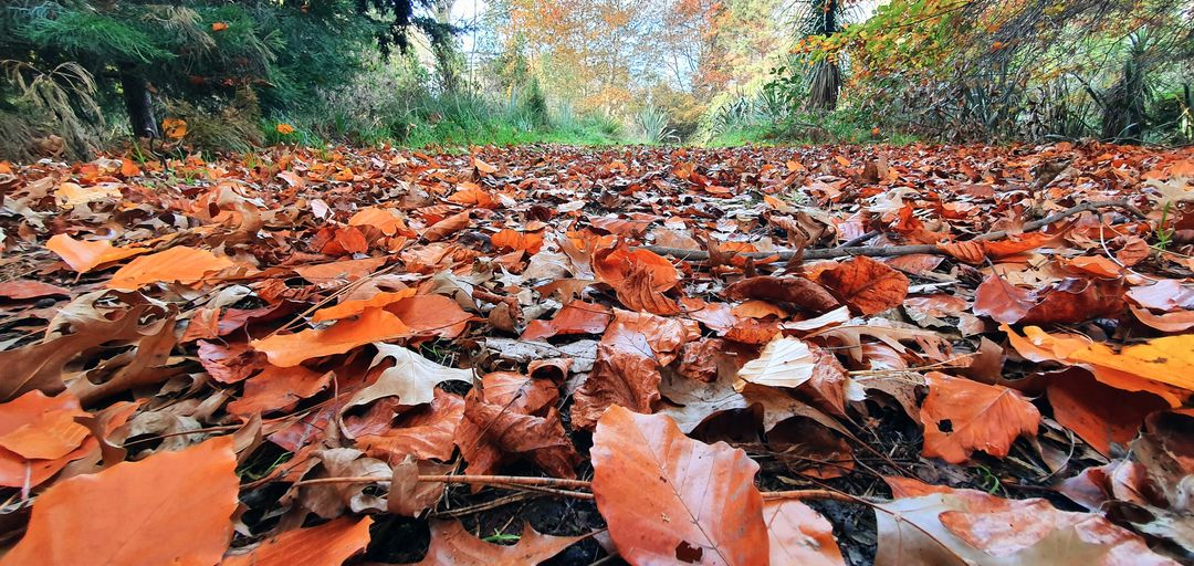 Autumn Forest Path Covered in Vibrant Fallen Leaves