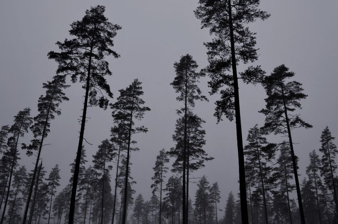 Misty Forest with Tall Pine Trees at Dusk - Free Images, Stock Photos and Pictures on Pikwizard.com