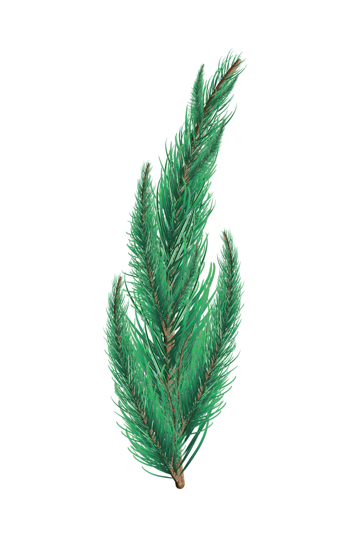 Transparent Green Fir Tree Branch for Festive Decor