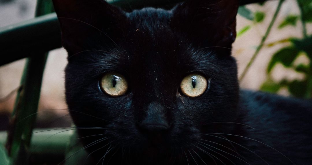 Close-Up of Black Cat with Intense Yellow Eyes - Free Images, Stock Photos and Pictures on Pikwizard.com