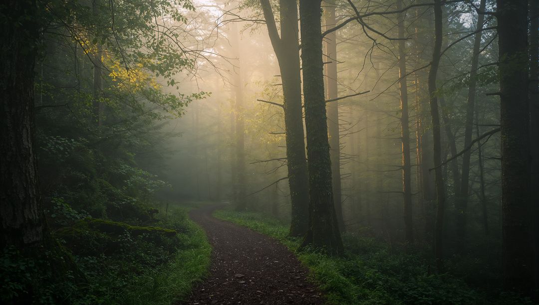 Misty Morning Trail Curving Through Temperate Forest with Sunbeams Filtering Canopy