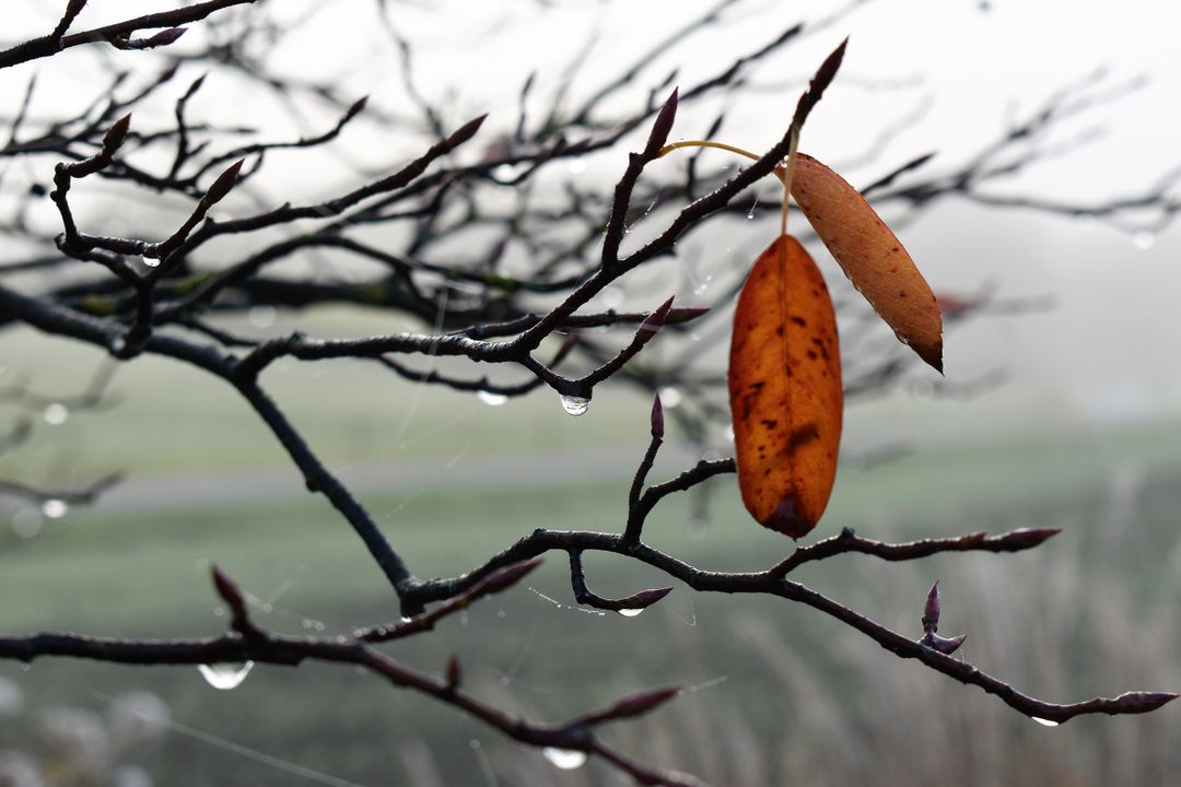 Autumn Leaves on Tree Branch During Foggy Morning - Free Images, Stock Photos and Pictures on Pikwizard.com