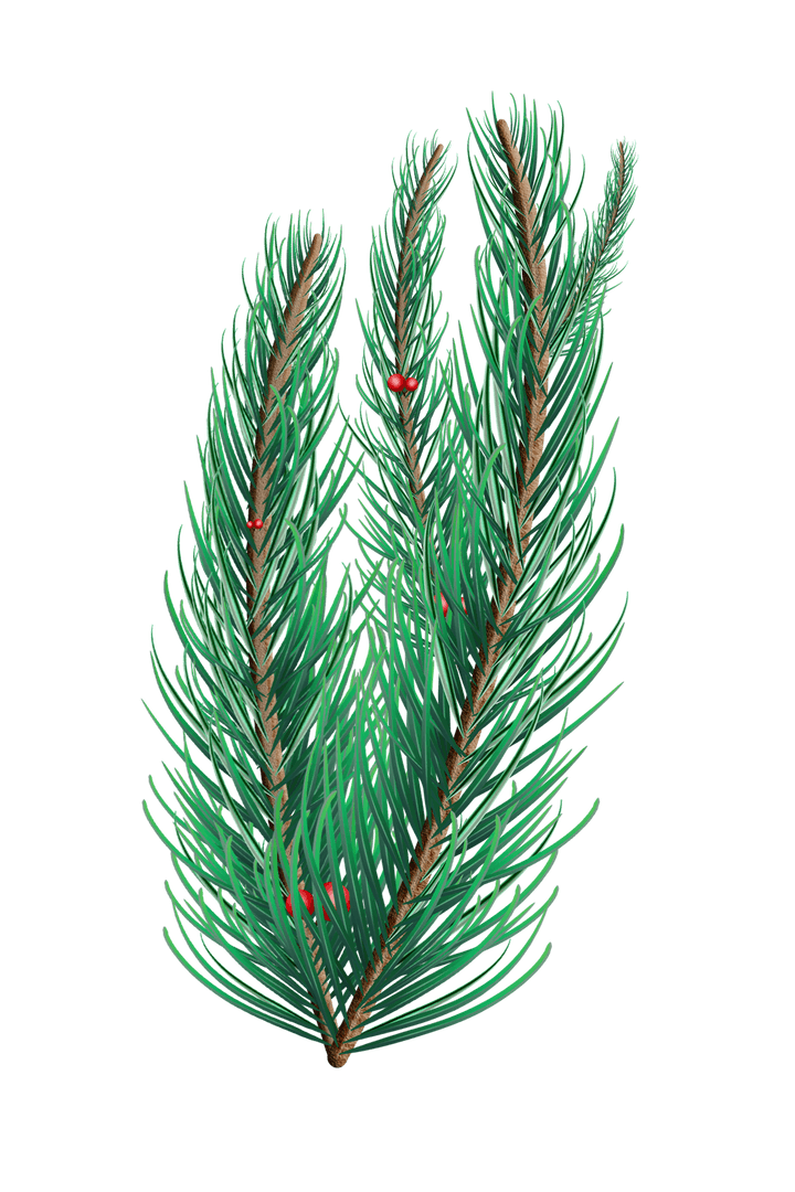 Transparent Green Fir Tree Branch Illustration