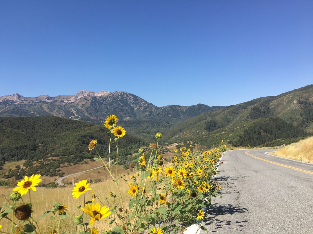 Sunny Mountain Road with Beautiful Sunflowers - Free Images, Stock Photos and Pictures on Pikwizard.com