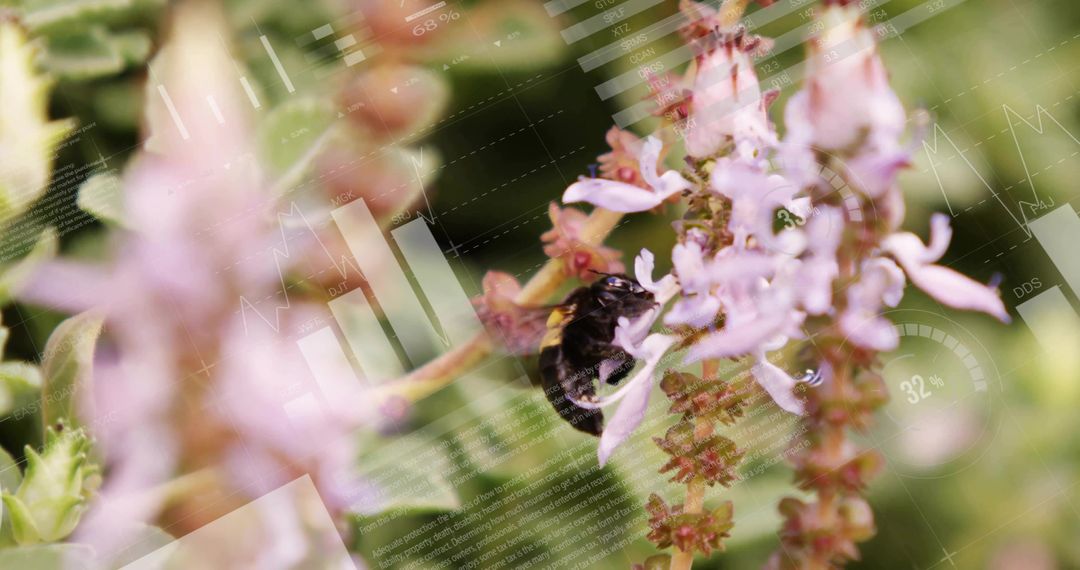 Black Bumblebee on Blossoms with Digital Data Overlays
