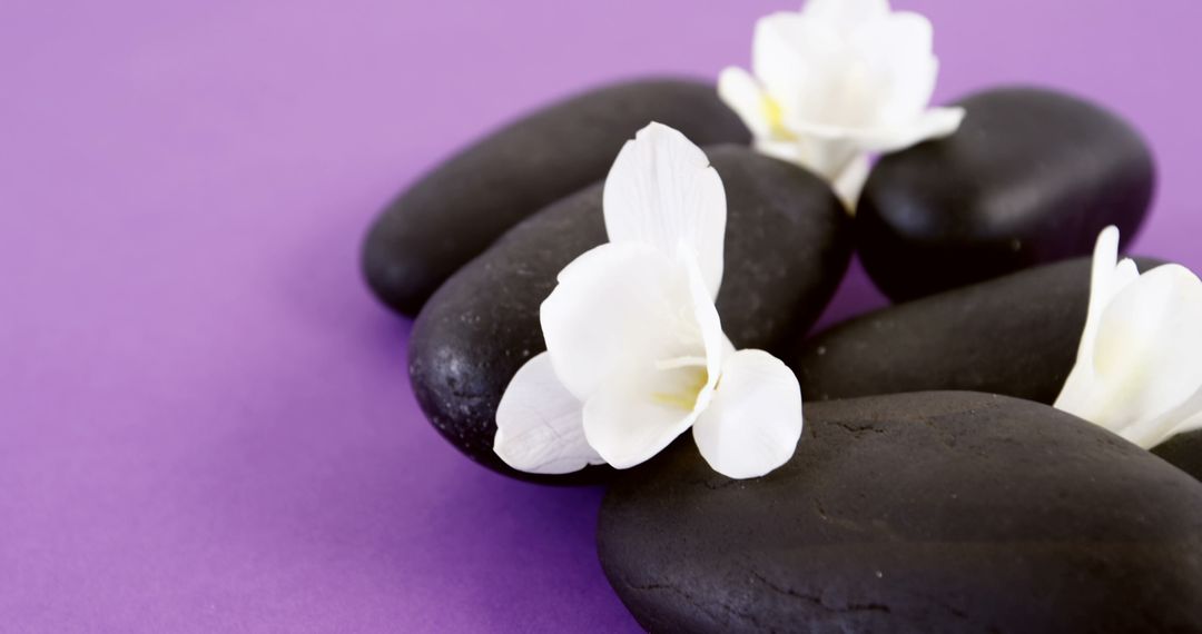 Black Spa Stones with White Flowers on Purple Background - Free Images, Stock Photos and Pictures on Pikwizard.com