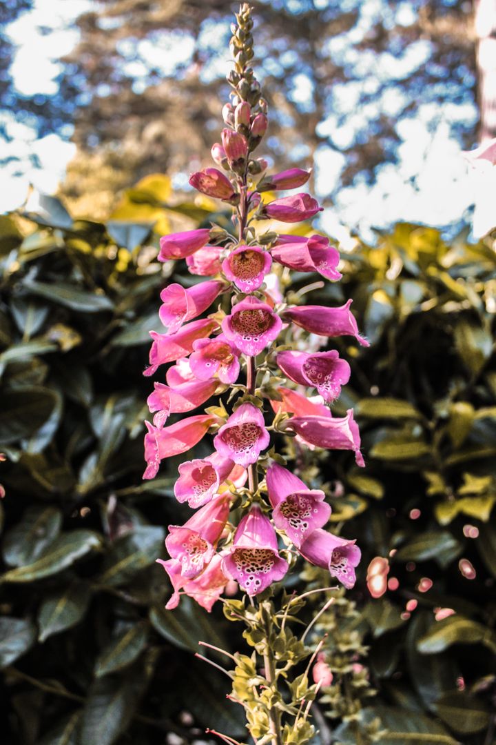 Close-up of Blooming Pink Foxglove Flower in Garden - Free Images, Stock Photos and Pictures on Pikwizard.com