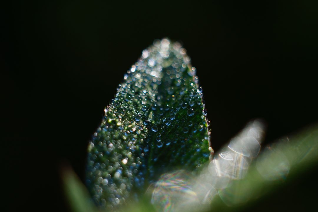 Dew leaves plant drop of water - Free Images, Stock Photos and Pictures on Pikwizard.com