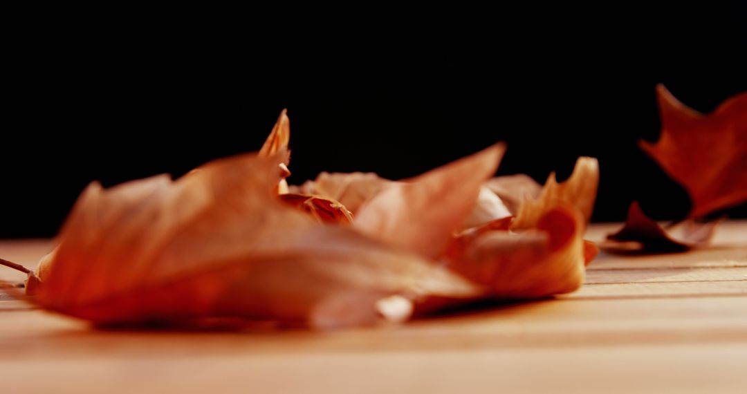 Close-up of Autumn Leaves on Wooden Surface with Soft Lighting - Free Images, Stock Photos and Pictures on Pikwizard.com