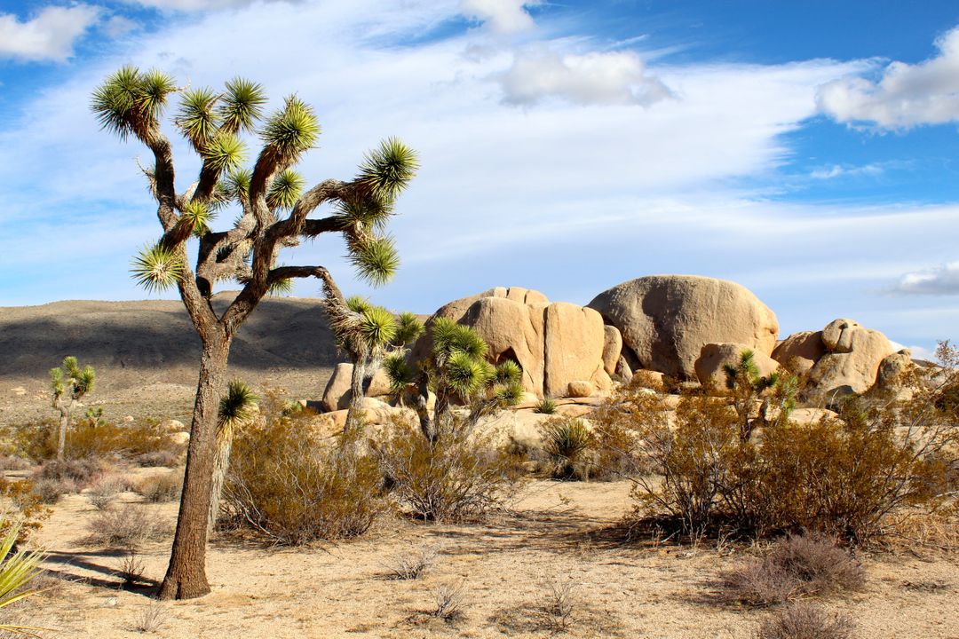 Joshua Tree Desert Landscape with Boulders Under Blue Sky - Free Images, Stock Photos and Pictures on Pikwizard.com