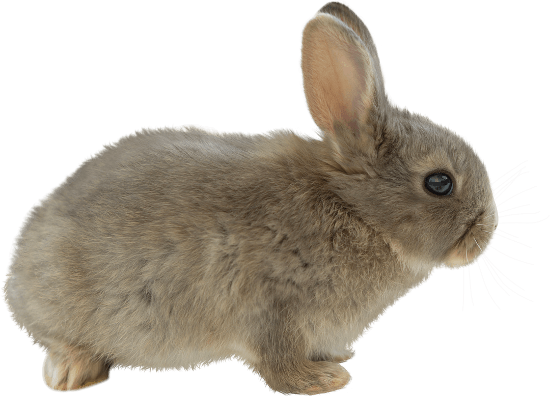 Transparent Close-Up of Cute Brown Bunny with Alert Ears