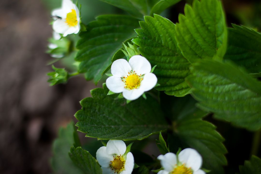 Close-Up of Blooming Strawberry Flowers and Green Leaves - Free Images, Stock Photos and Pictures on Pikwizard.com
