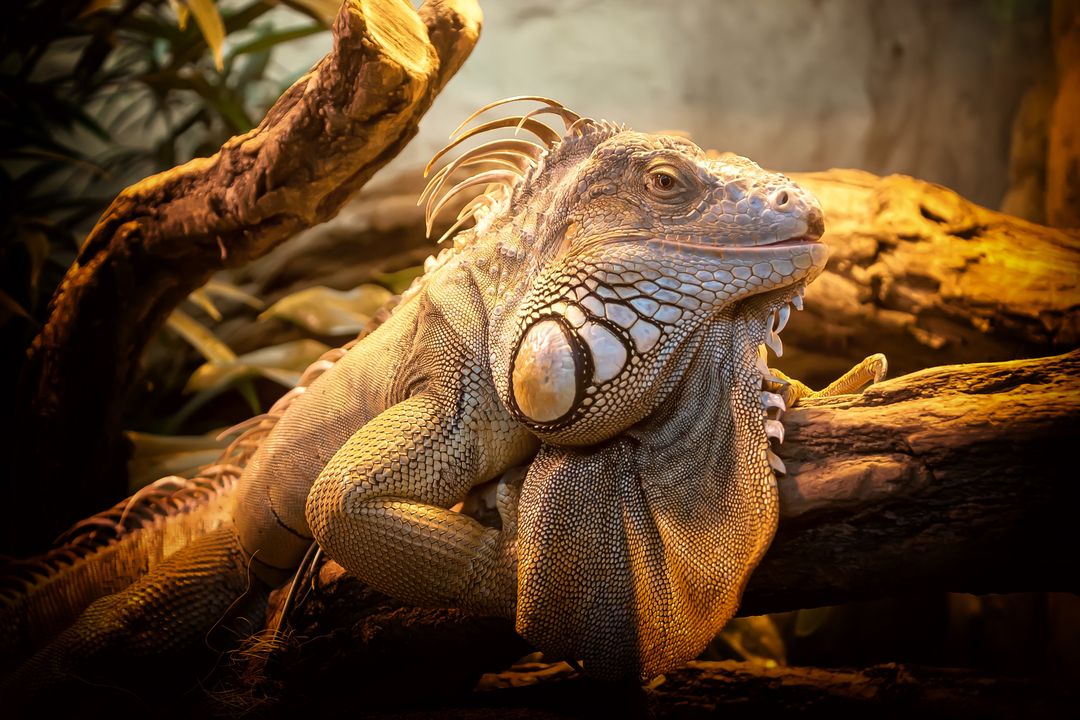 Close-Up of Relaxing Iguana on Branch in Natural Habitat - Free Images, Stock Photos and Pictures on Pikwizard.com