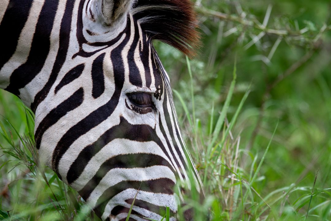 Close-Up of Zebra Grazing in Lush Green Field