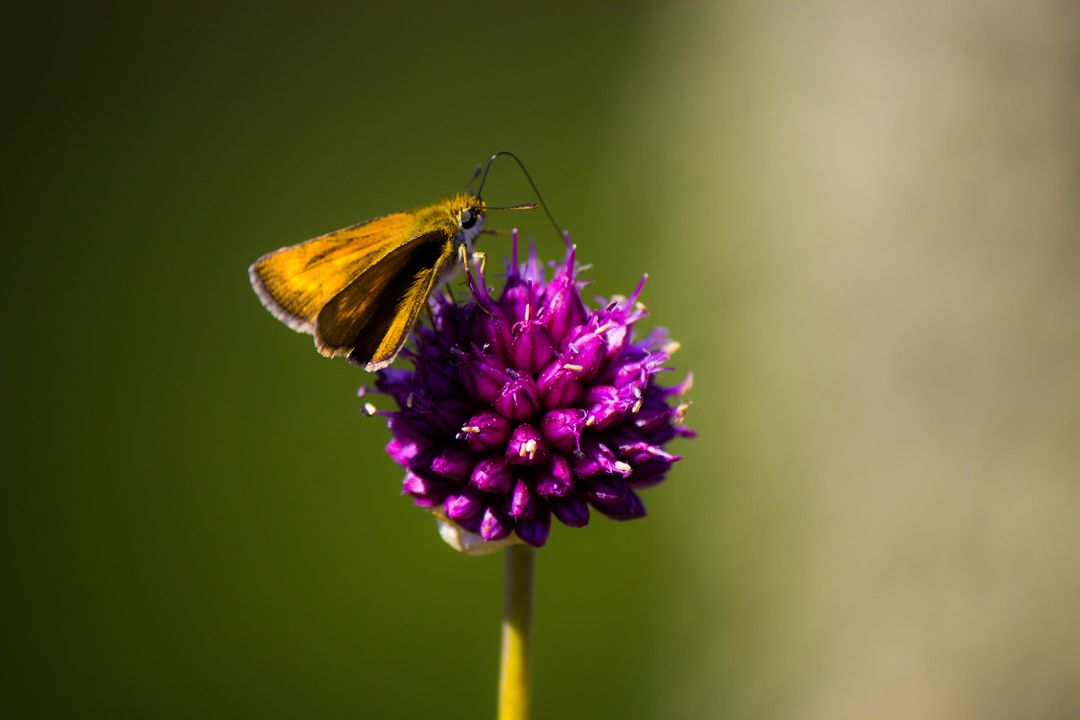 Butterfly Perched on Purple Flower in Bright Sunlight - Free Images, Stock Photos and Pictures on Pikwizard.com