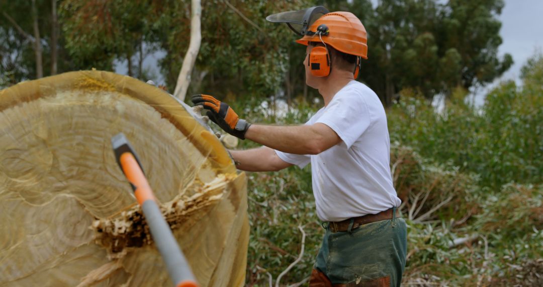 Lumberjack Cutting Large Tree Trunk in Forest Wearing Safety Gear - Free Images, Stock Photos and Pictures on Pikwizard.com