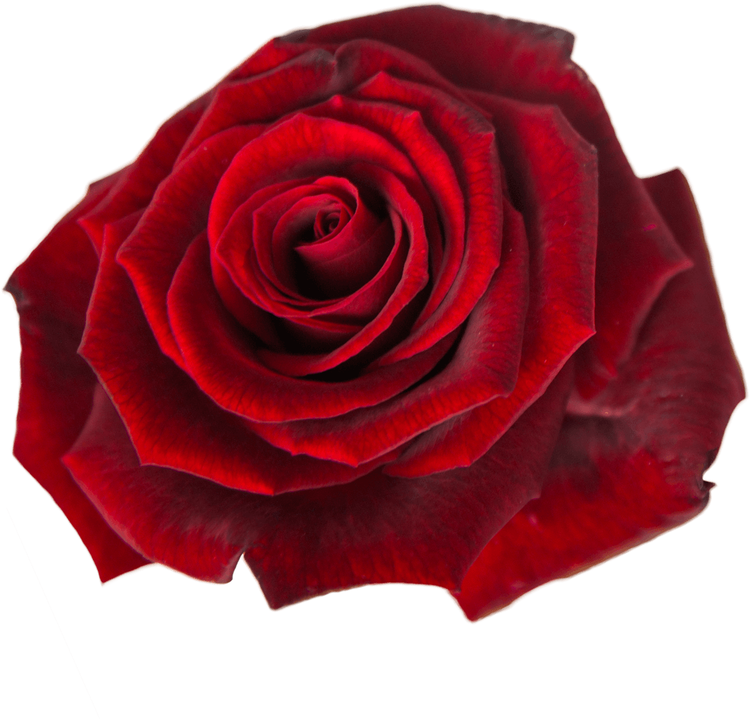 Velvety Red Rose on Transparent Background for Nature Designs
