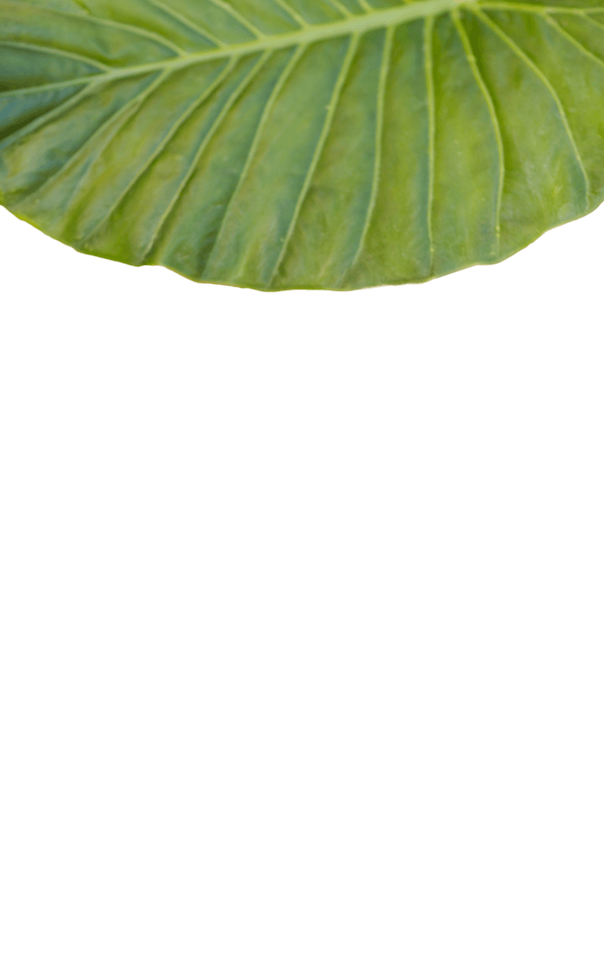 Green Transparent Patterned Leaf Texture on White Background