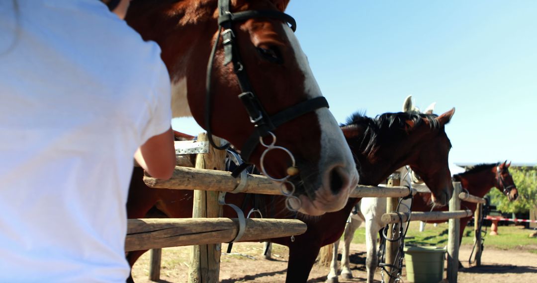 A person is interacting with a group of horses at a stable, with copy space - Free Images, Stock Photos and Pictures on Pikwizard.com