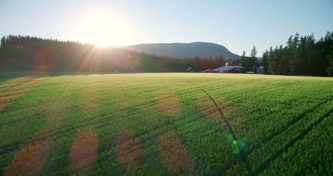 Sunlit Green Farm Field in Rural Landscape at Sunrise - Free Images, Stock Photos and Pictures on Pikwizard.com