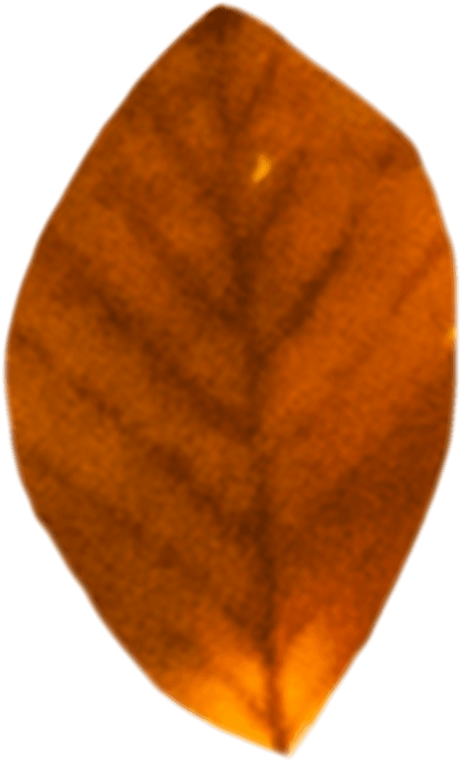 Digital Autumn Leaf on Transparent Background