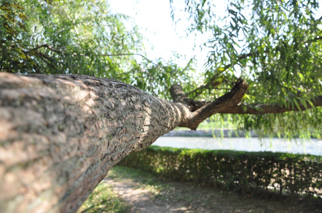 Close-Up of Tree Branch Stretching Over Pathway - Free Images, Stock Photos and Pictures on Pikwizard.com