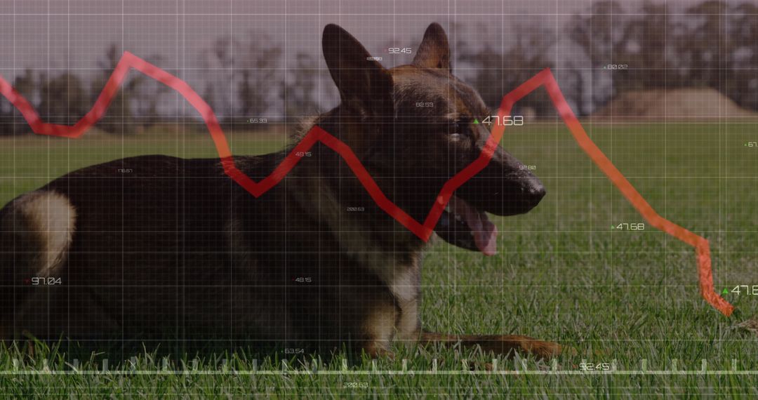 German Shepherd Lying in Field with Financial Chart Overlay