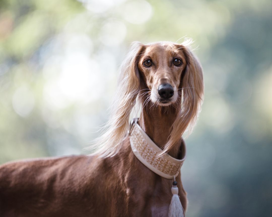 Graceful Saluki Dog with Long Ears Posing Outdoors - Free Images, Stock Photos and Pictures on Pikwizard.com