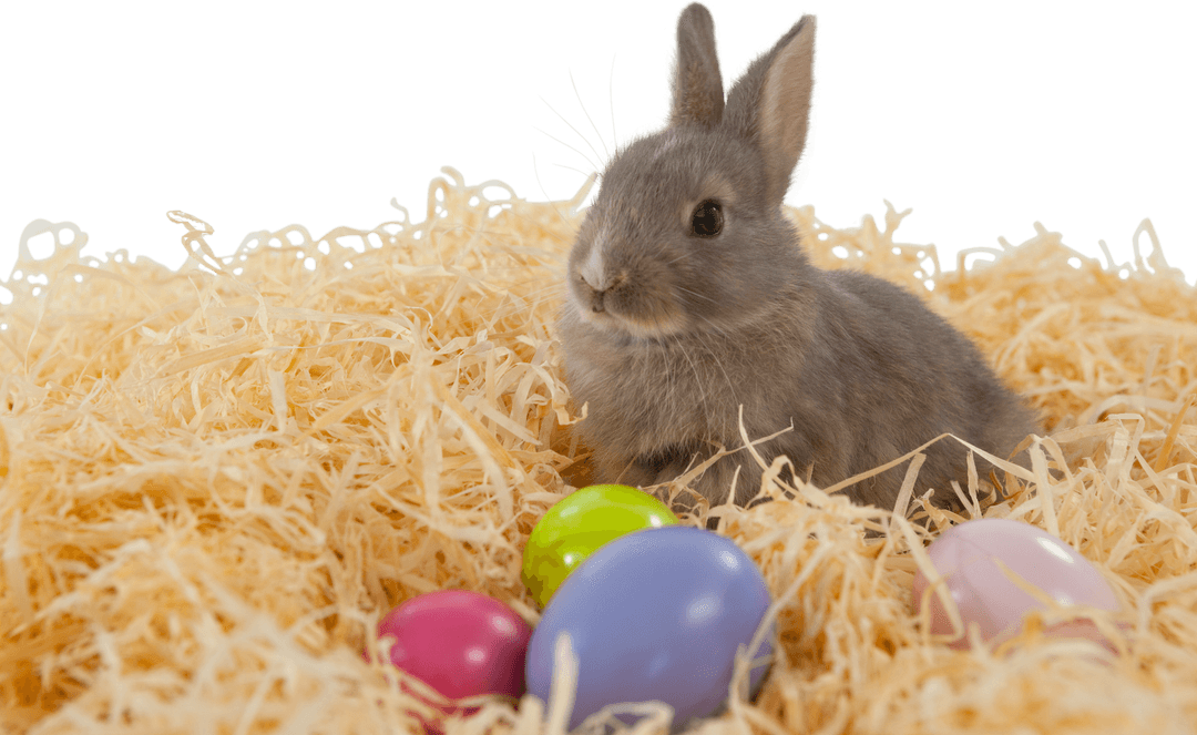 Cute Bunny on Shredded Paper with Colorful Easter Eggs Transparent
