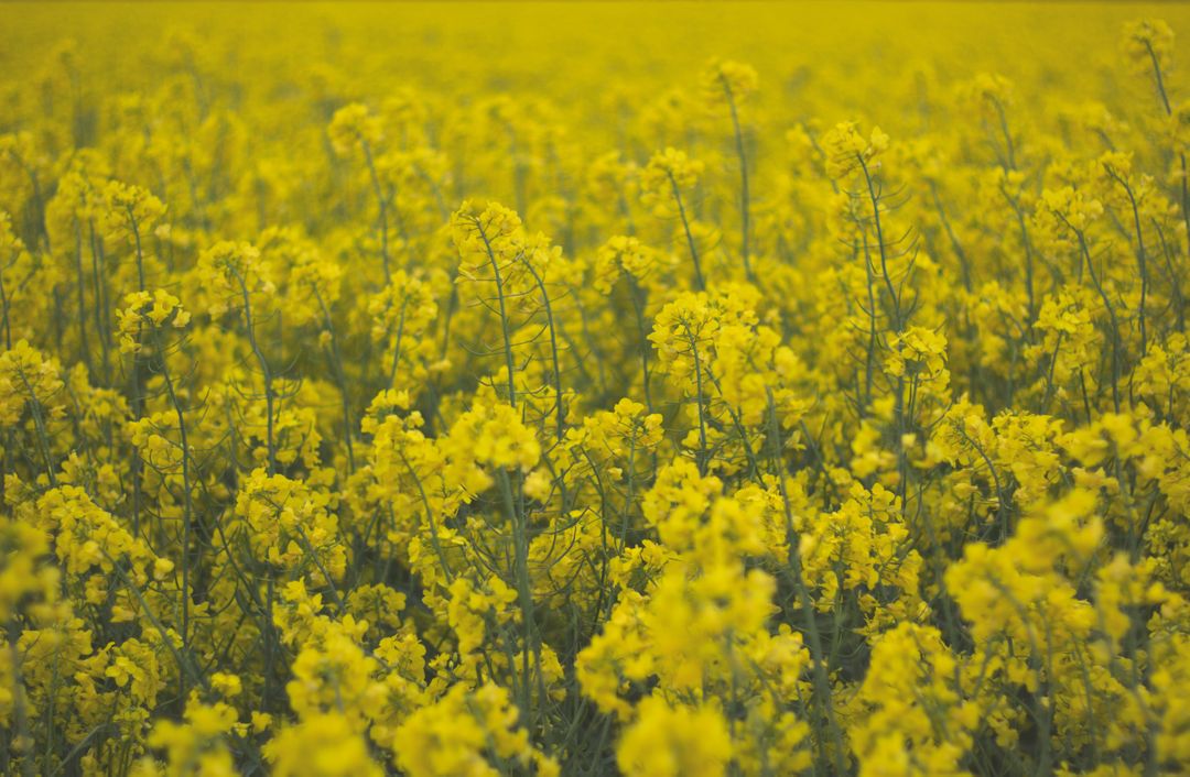 Field flowers yellow  - Free Images, Stock Photos and Pictures on Pikwizard.com