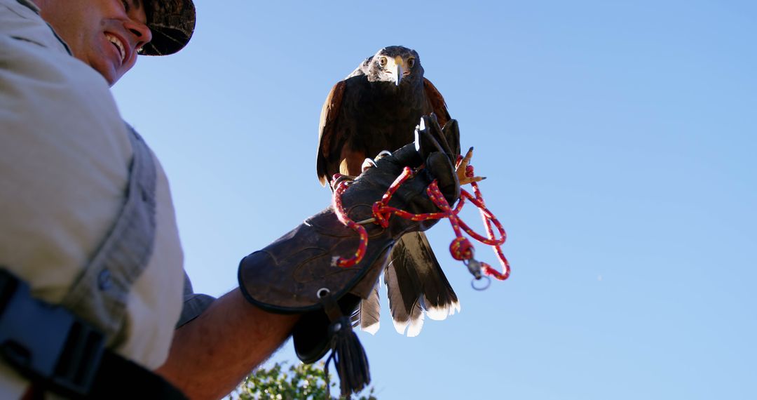 Falconer holding Harris's hawk with bright blue sky background - Free Images, Stock Photos and Pictures on Pikwizard.com