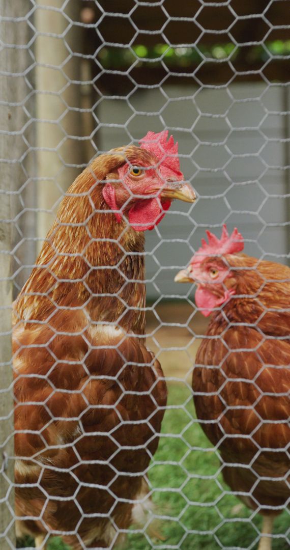 Chickens in Farm Enclosure Behind Mesh Fencing