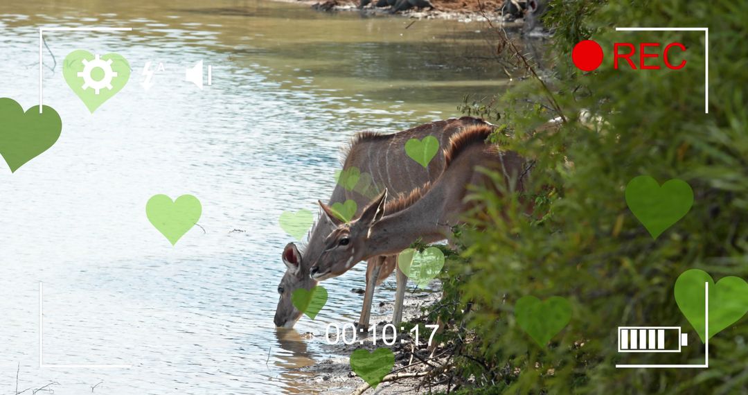 Antelopes Grazing by Waterside in Heart Interface