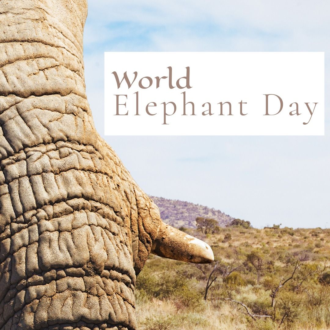 Digital composite of elephant's trunk against sky in forest and world elephant day text, copy space - Download Free Stock Templates Pikwizard.com