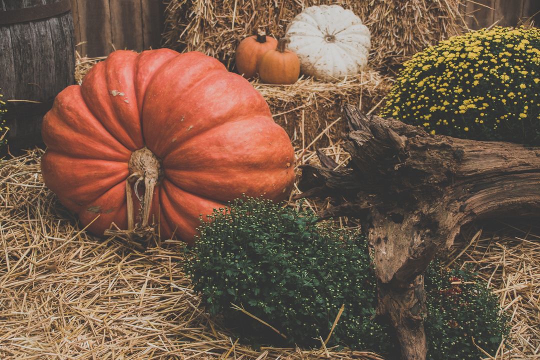 Autumn Harvest with Pumpkins and Chrysanthemums Displayed