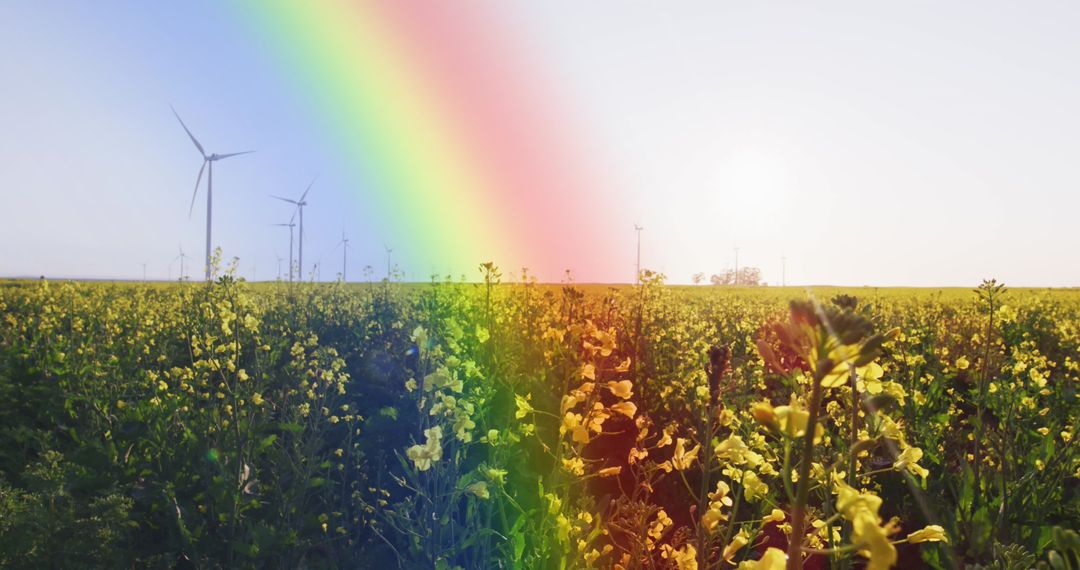 Rainbow Stretches Over Field of Sunny Blossoms with Wind Turbines at Dawn