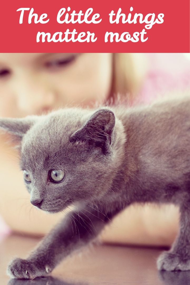 Curious Gray Kitten Footnotes Living in Moment
