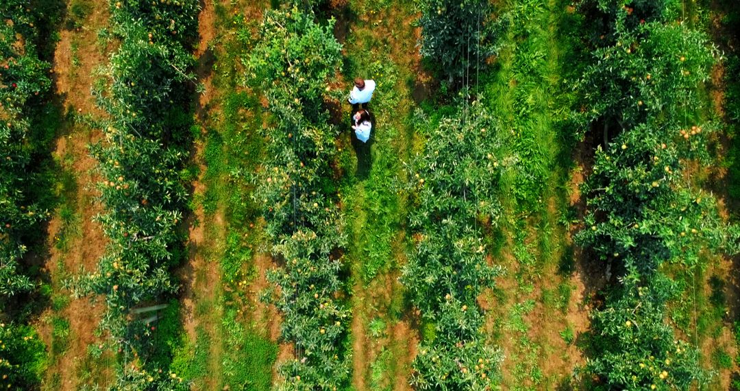 Drone View of Farmers Working in Orchard with Fruit Trees - Free Images, Stock Photos and Pictures on Pikwizard.com