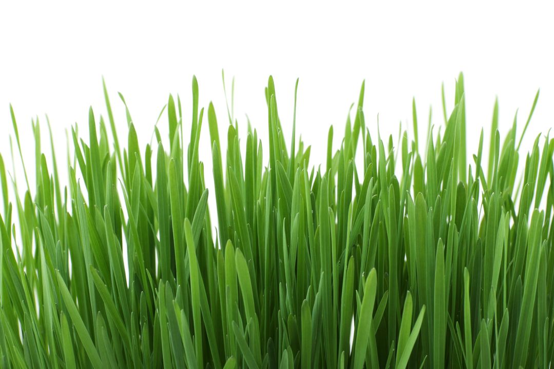 Close-Up of Fresh Green Grass Against White Background - Free Images, Stock Photos and Pictures on Pikwizard.com